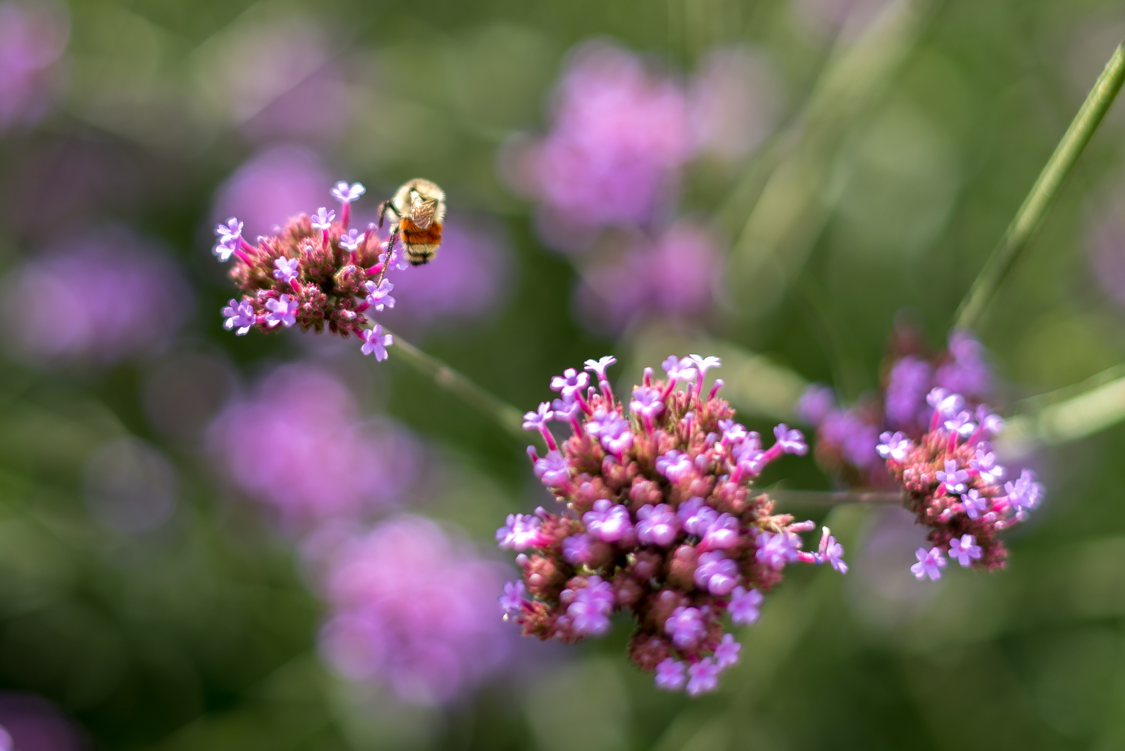 Bee on Flower