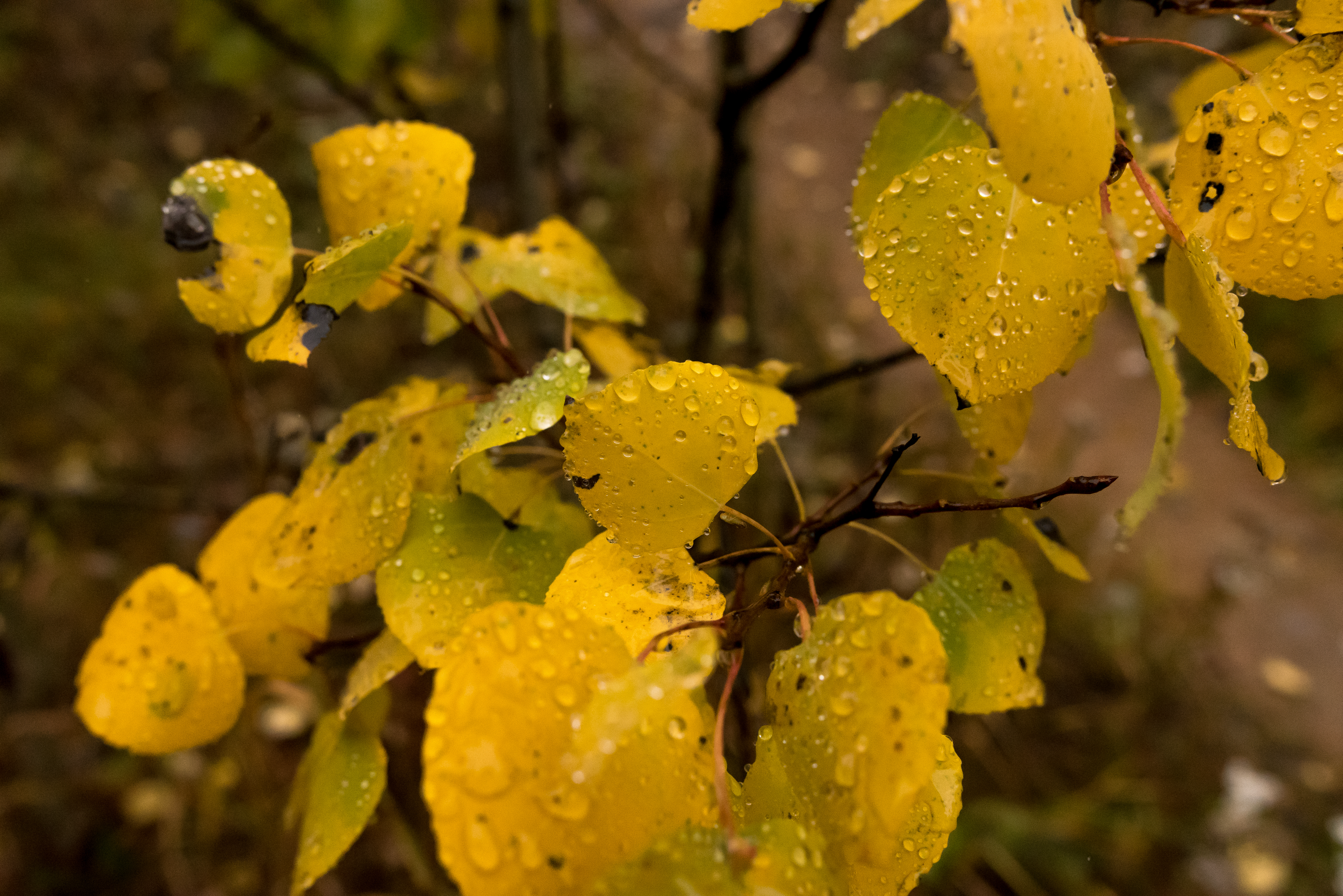 Fall Leaves